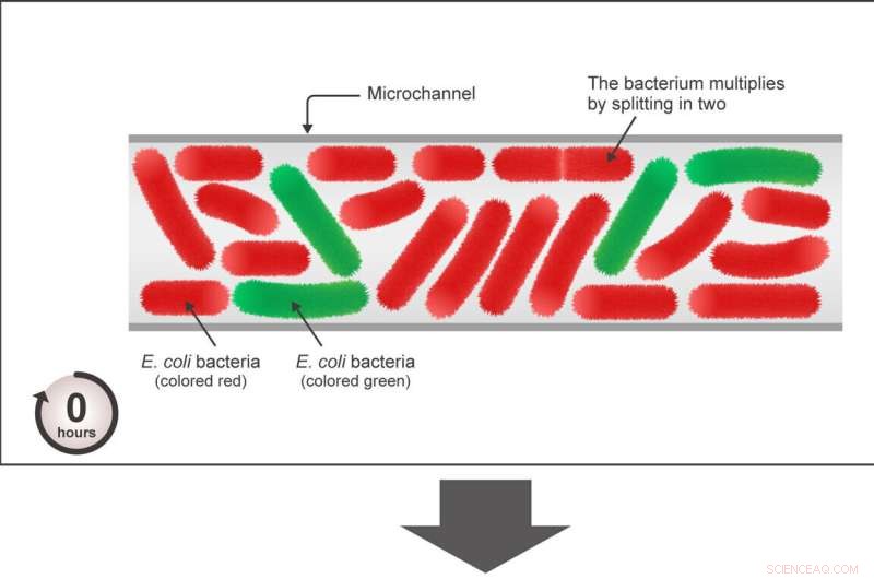 Bacterial Lane Formation: Insights into Population Organization
