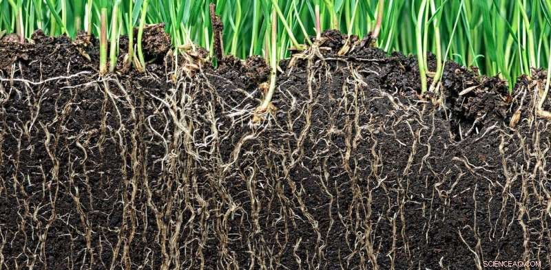 Fungi and Invasive Species: Risks to Ecosystem Health