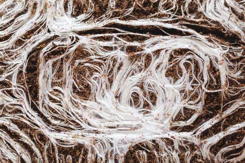 Fungi and Invasive Species: Risks to Ecosystem Health