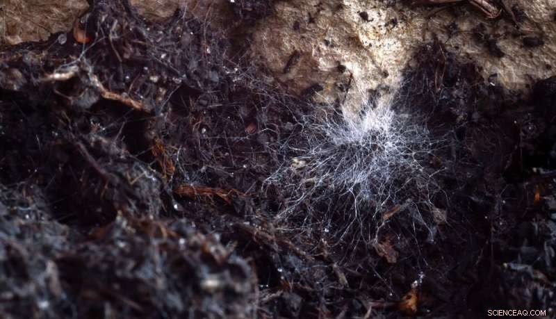 Fungi and Invasive Species: Risks to Ecosystem Health