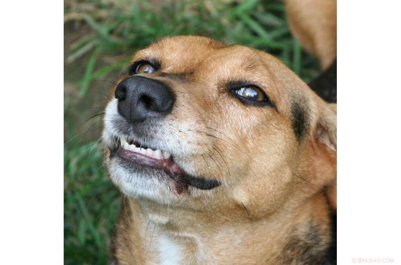 Understanding Dog Attack Risk Factors: Protecting Your Pets