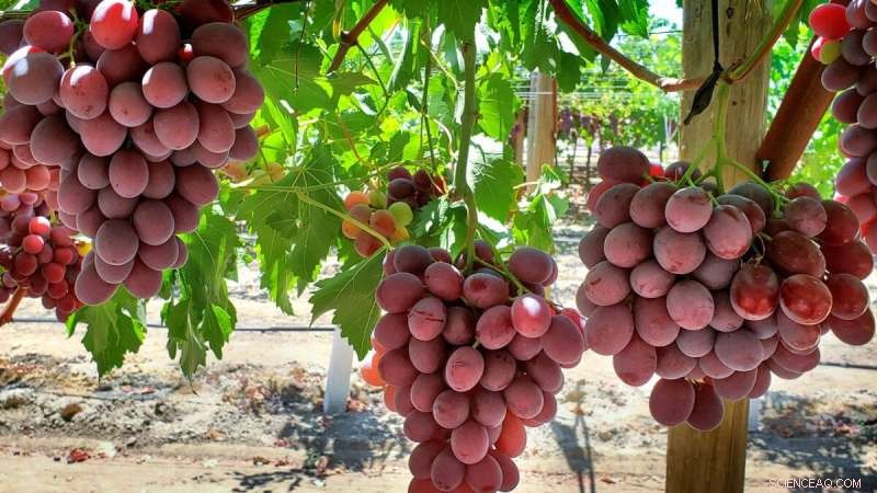 New Grape Varieties Developed: Sugrasixty & Sugrafiftytwo - Flavor & Growing Innovation