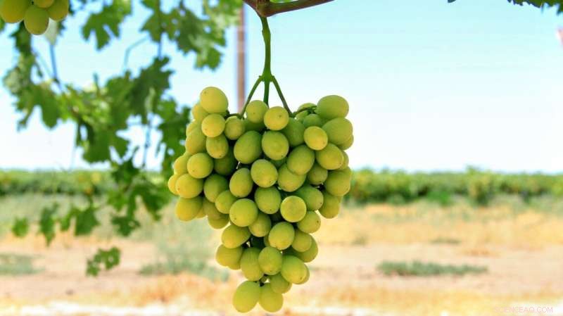 New Grape Varieties Developed: Sugrasixty & Sugrafiftytwo - Flavor & Growing Innovation