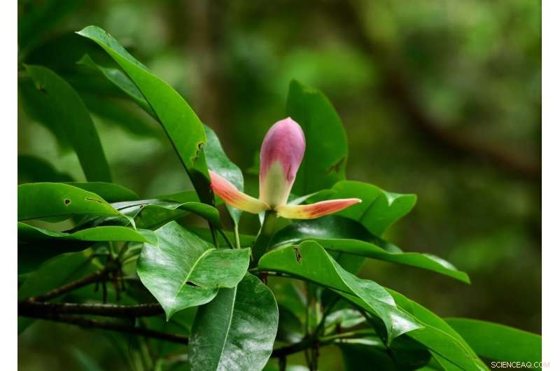 Transboundary Conservation Efforts Crucial for Endangered Species in China-Vietnam Border Region