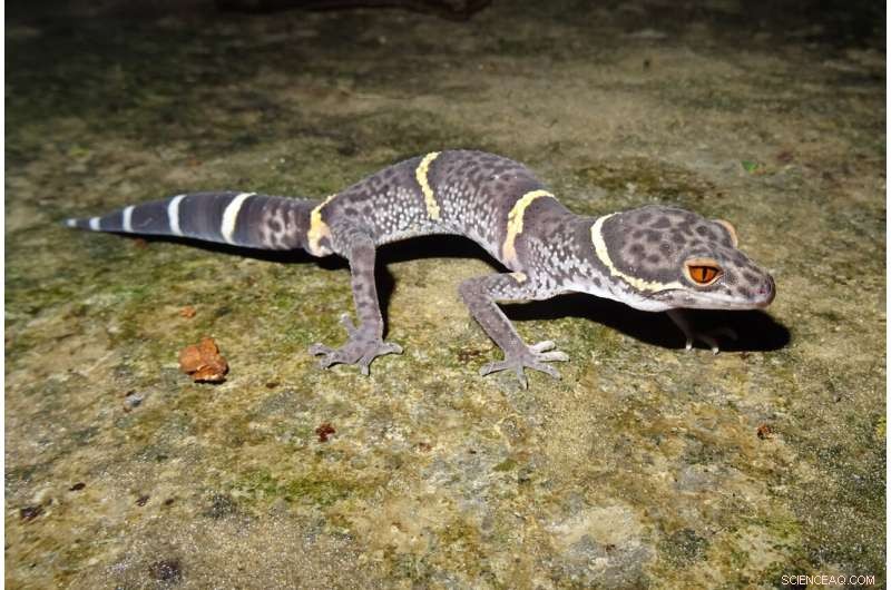 Transboundary Conservation Efforts Crucial for Endangered Species in China-Vietnam Border Region