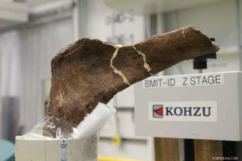 Unlocking Evolutionary Secrets: Analyzing the World s Largest Tyrannosaurus Rex