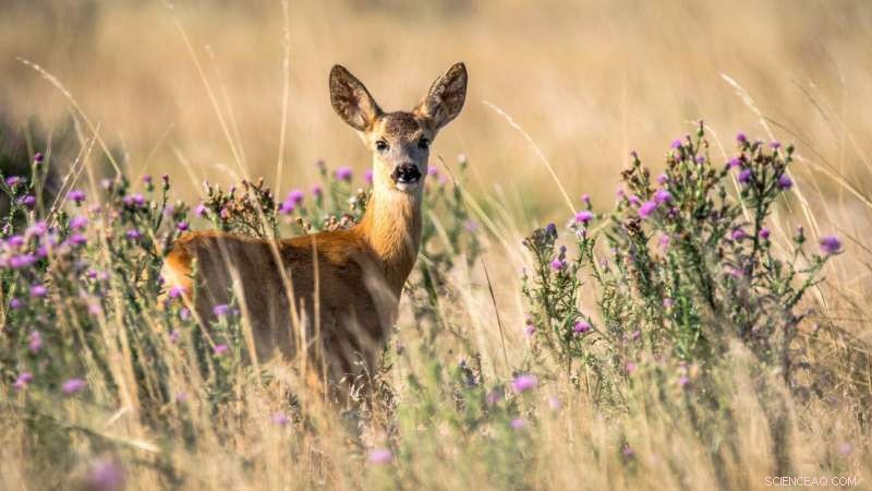 White-Tailed Deer Transmission of SARS-CoV-2: A New Study