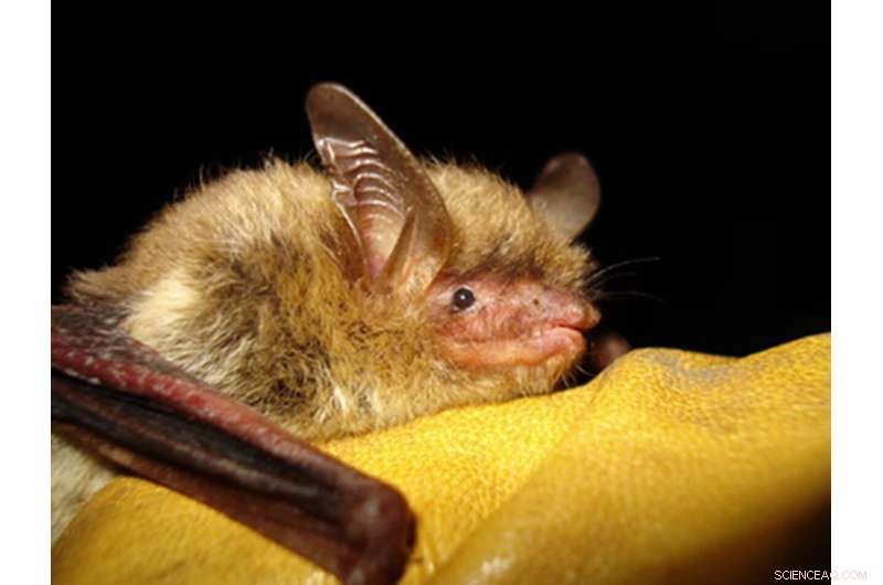Northern Long-Eared Bat Endangered Species Listing Proposed - USFWS