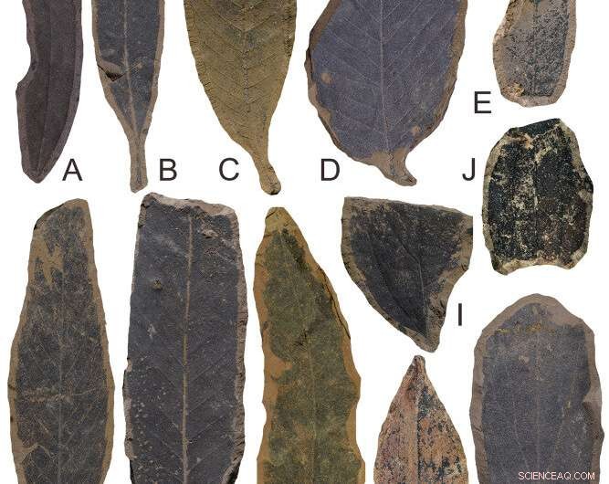 Paleogene Flora Discovery in Northern Vietnam: New Fossil Finds