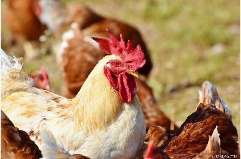 Sustainable Chicken Feed: Consumers Open to Insect & Algae-Based Options