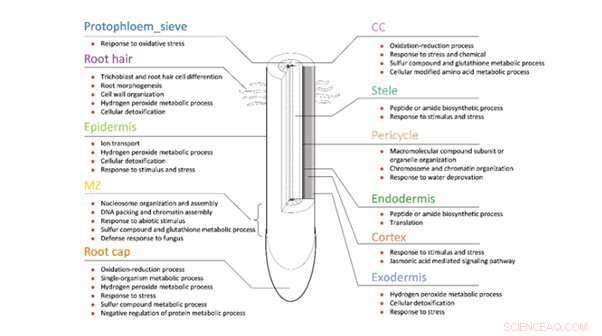 Unlocking Higher Maize Yields: New Insights into Fertilizer Uptake