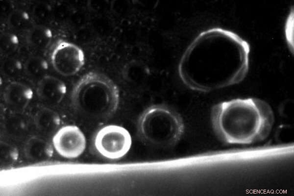 Early DNA Evolution: Molecular Origins of Life Research