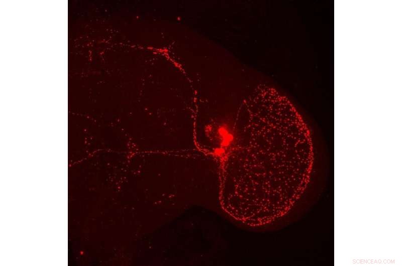 Fruit Fly Brain Clock: New Insights into Circadian Rhythms