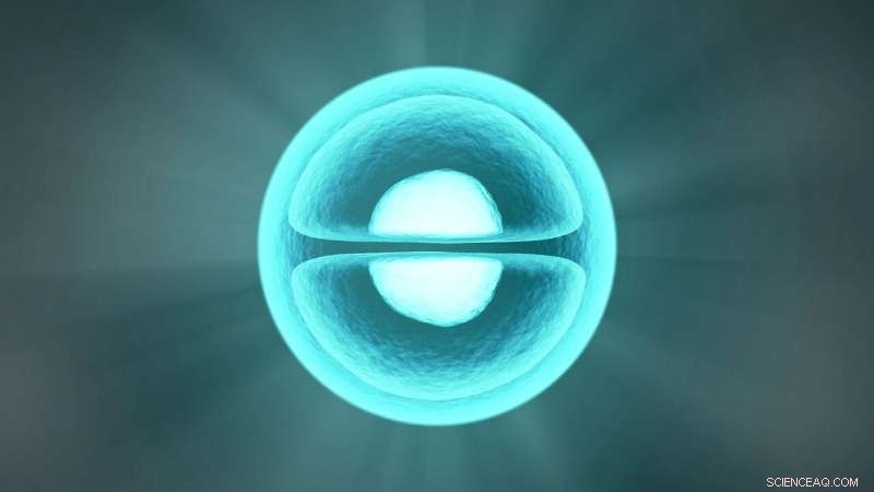 Groundbreaking Discovery: Rapid Organ Regeneration via Novel Stem Cell Conversion