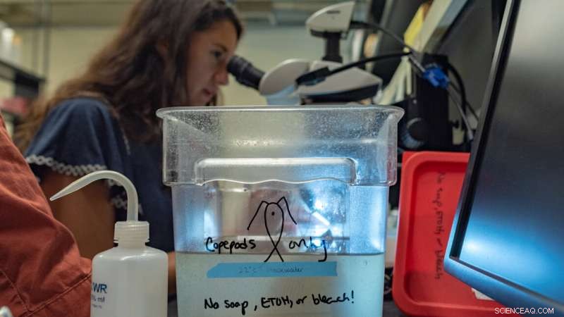 Climate Change Impacts on Ocean Life: A Look at Copepod Adaptation