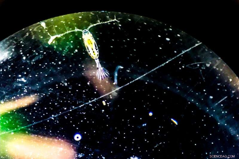 Climate Change Impacts on Ocean Life: A Look at Copepod Adaptation