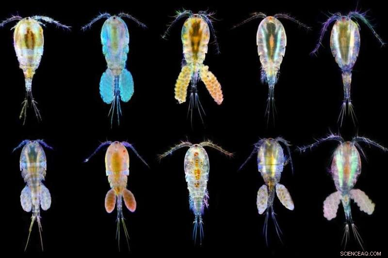 Climate Change Impacts on Ocean Life: A Look at Copepod Adaptation