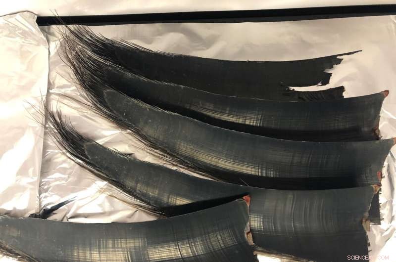 Whale Baleen Analysis: Unlocking Environmental History
