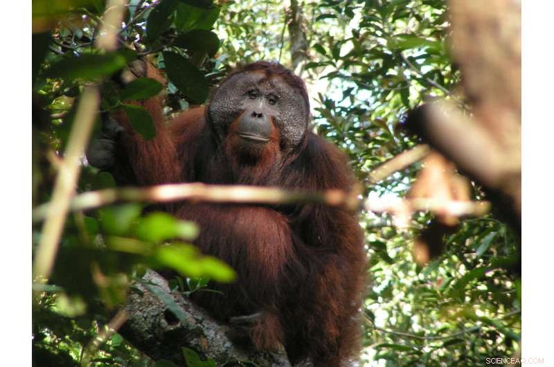 Orangutan Vocalizations: How Social Groups Shape Ape Communication