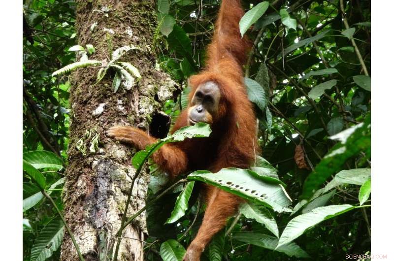 Orangutan Vocalizations: How Social Groups Shape Ape Communication