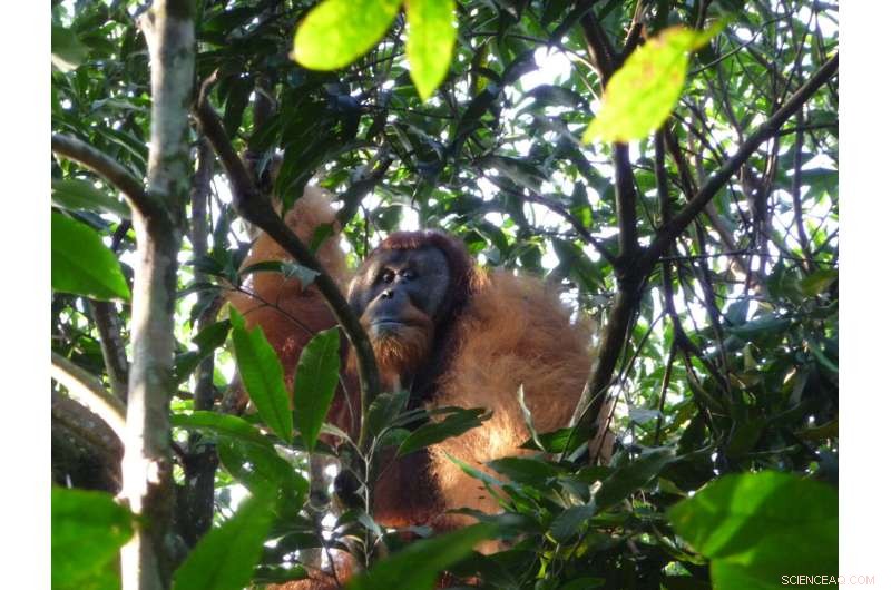 Orangutan Vocalizations: How Social Groups Shape Ape Communication