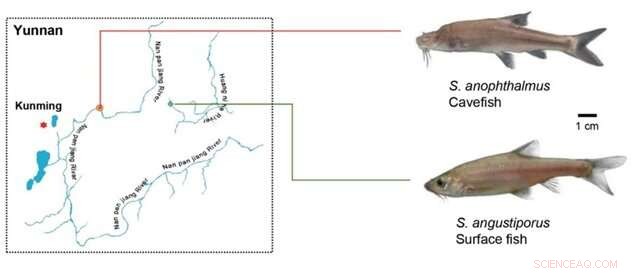 Cavefish Lipid Metabolism: Adapting to Cave Life | Sinocyclocheilus Research