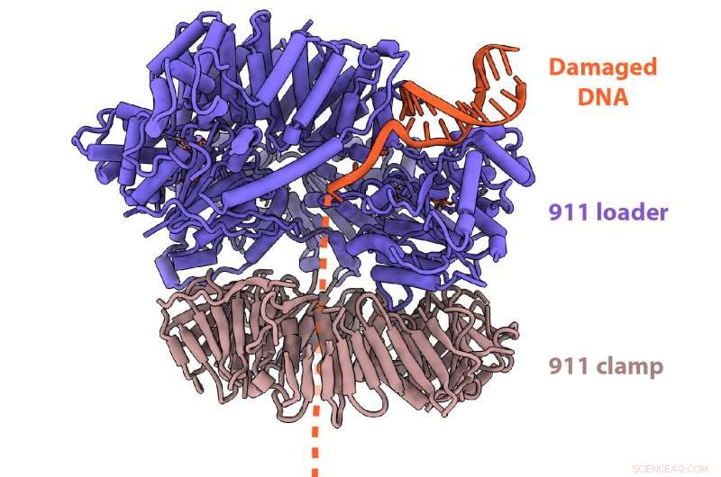 911 Clamp: Cryo-EM Reveals How It Repairs Damaged DNA