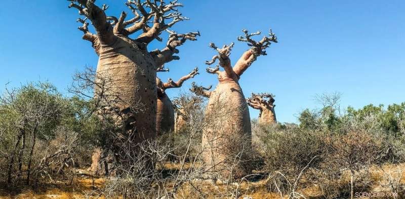 Africa s Forests: Wonders, Biodiversity, and Conservation Challenges