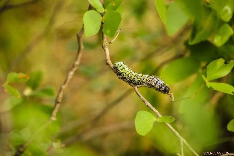 Africa s Forests: Wonders, Biodiversity, and Conservation Challenges