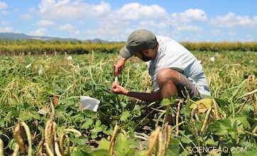 Cowpea Leaf Width & Biomass: A Collaborative Research Study