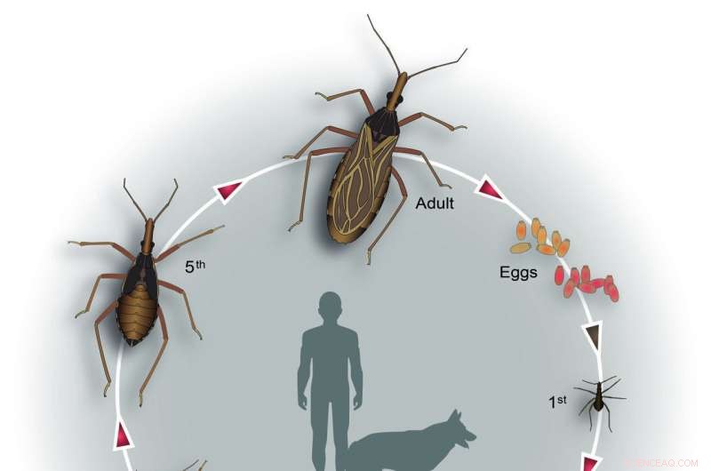 Chagas Disease & Intestinal Microbiota: Impact on Predatory Bugs