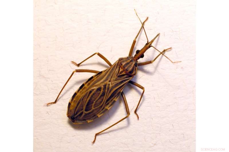 Chagas Disease & Intestinal Microbiota: Impact on Predatory Bugs