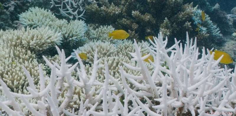 Great Barrier Reef Coral Bleaching: Wildlife Faces Existential Threat