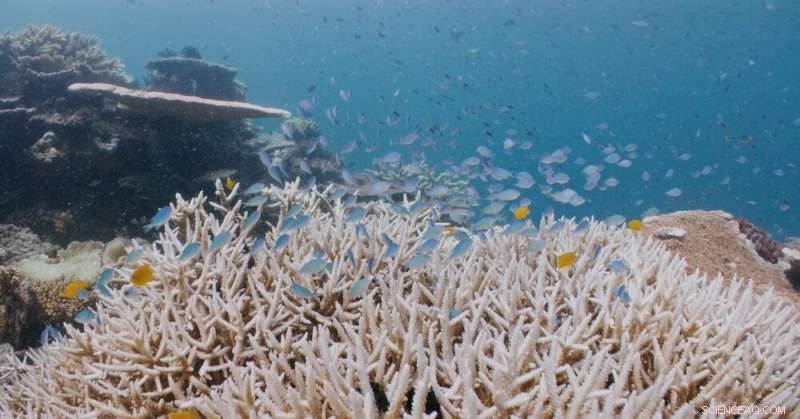 Great Barrier Reef Coral Bleaching: Wildlife Faces Existential Threat