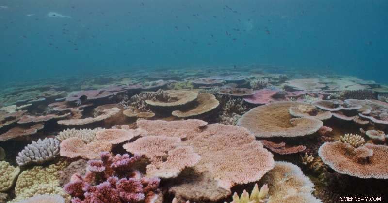 Great Barrier Reef Coral Bleaching: Wildlife Faces Existential Threat