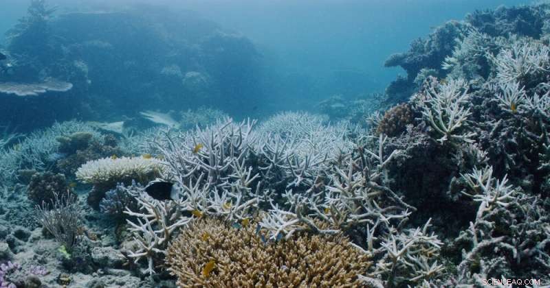 Great Barrier Reef Coral Bleaching: Wildlife Faces Existential Threat