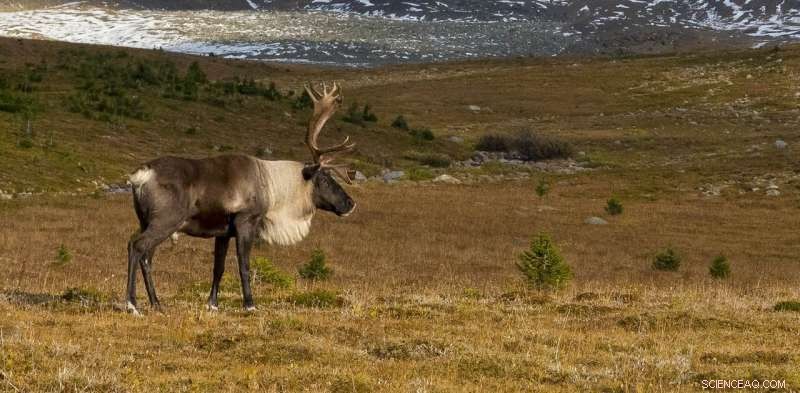 Caribou Migration: Genes Evolved During the Last Ice Age Drive Movement