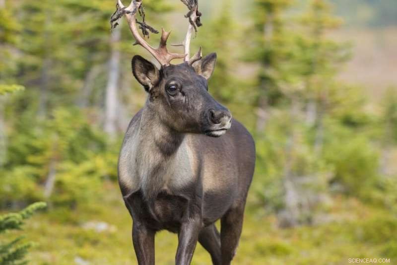 Caribou Migration: Genes Evolved During the Last Ice Age Drive Movement