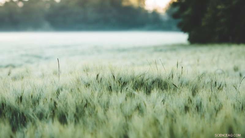 Women s Role in AgTech: Bridging the Gap for Agricultural Productivity