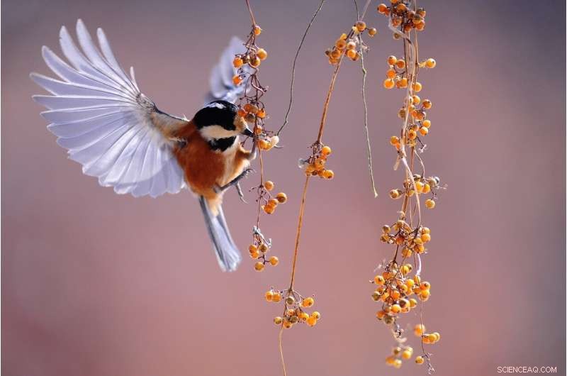 Chicago Bird Banding: Tracking Local Bird Populations & Ecosystem Health