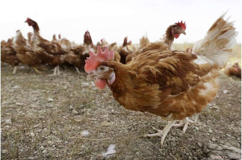 Iowa Bird Flu Outbreak: 5.3 Million Chickens Culling