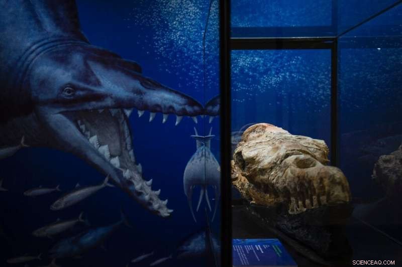 Ancient Basilosaurus Fossil Unearthed in Peru - 36 Million Years Old