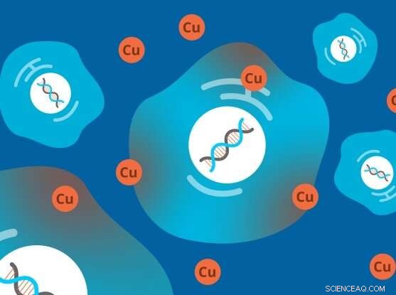 New Cell Death Mechanism Linked to Copper Discovered by Scientists