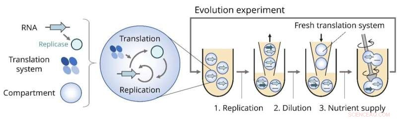 New Research Sheds Light on the Origins of Life: RNA Mutation Study