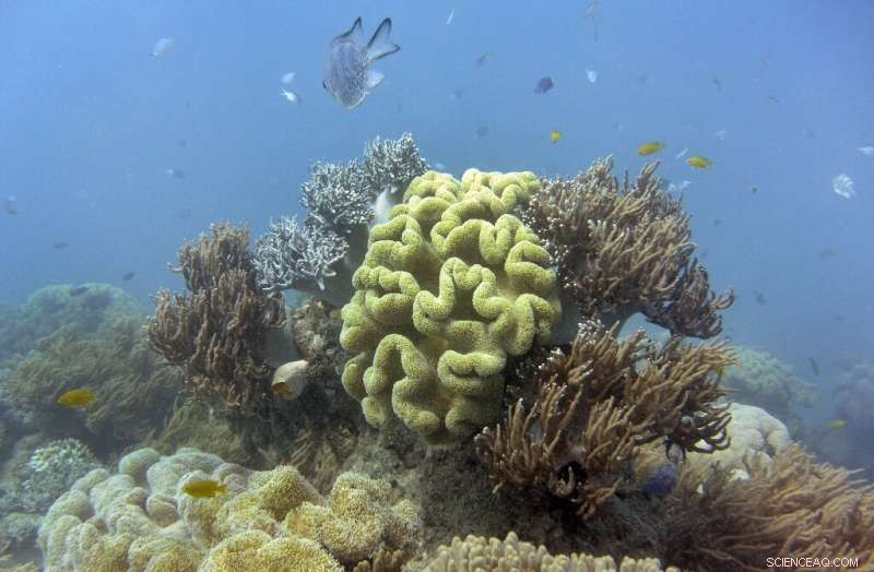 Great Barrier Reef Bleaching: Update on Coral Damage and Recovery Efforts