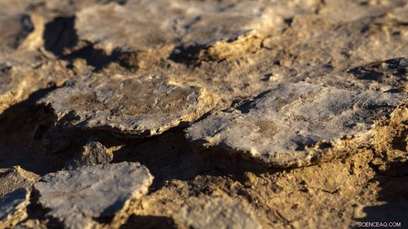 Drought-Stressed Biological Crusts Can Still Stabilize Soils - Research