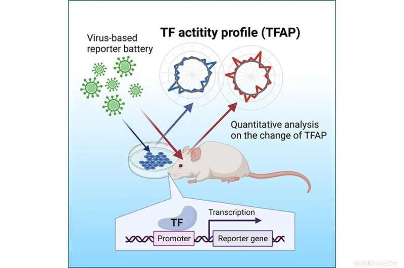 Virus-Based Method Measures Gene Regulatory Element Variations in Living Organisms