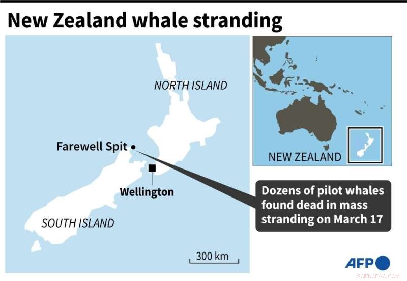 Whale Stranding in New Zealand: 29 Pilot Whales Die at Farewell Spit