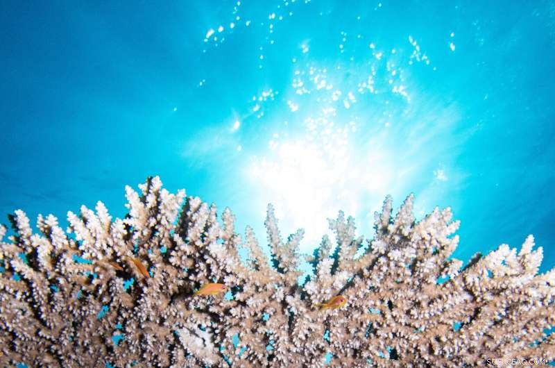 Urbanization Threatens Coral Reefs in the Red Sea – A Delicate Ecosystem at Risk