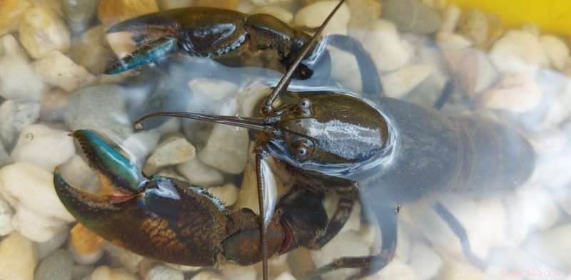 Yabbies: Understanding Australia s Common Crayfish